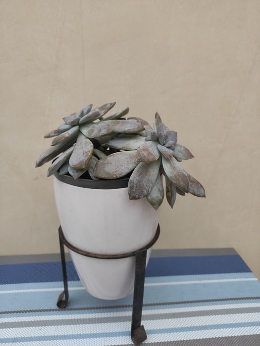 Кімнатний вазон ,суккулент ехеверія лілова