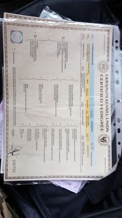 Вязка Дратхаар В'ЯЗКА