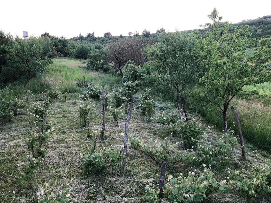 Земельна ділянка 31 сот. під забудову Закарпаття, смт Чинадієво