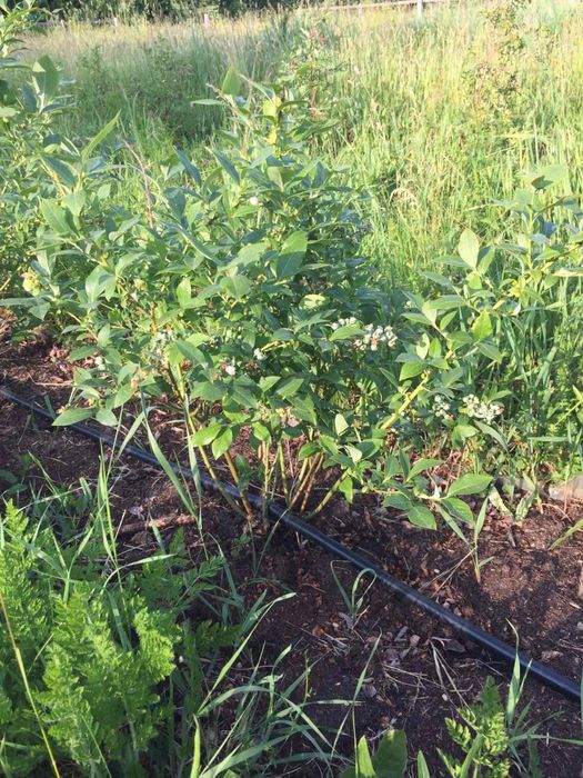 Продається лохина