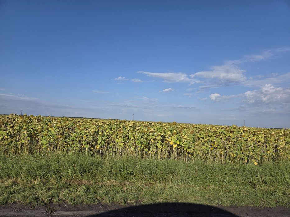 Pole o powierzchni 8,2 ha - Widok 2