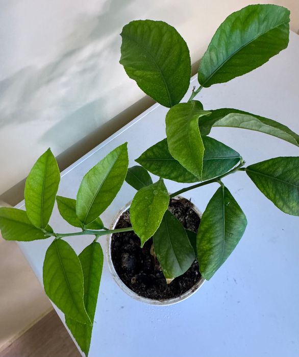 Кімнатний лимон , гранат, інжир