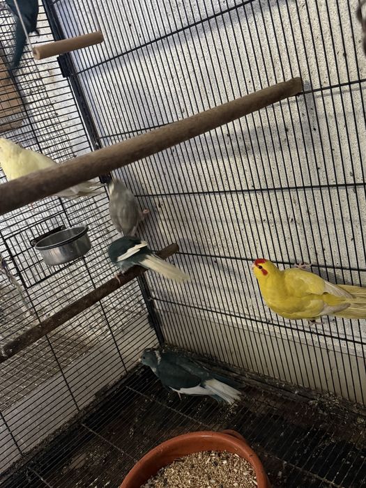 Varios kakarikis disponiveis