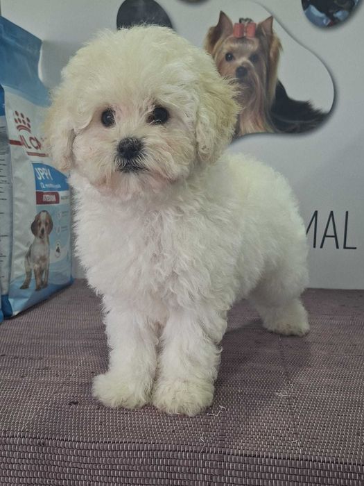 Cachorro caniche/Poodle Toy Branco TOP