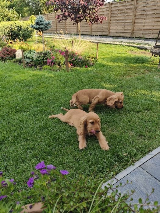 Cocker Spaniel Angielski