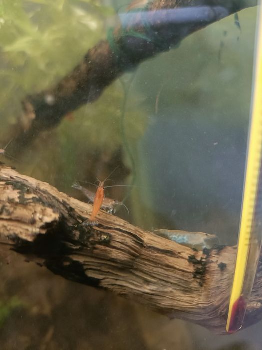 Troco camarões por guppys