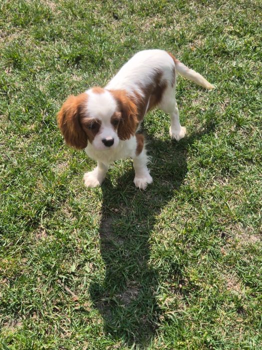 Cavalier King Charles Spaniel - piesek z kompletem szczepień