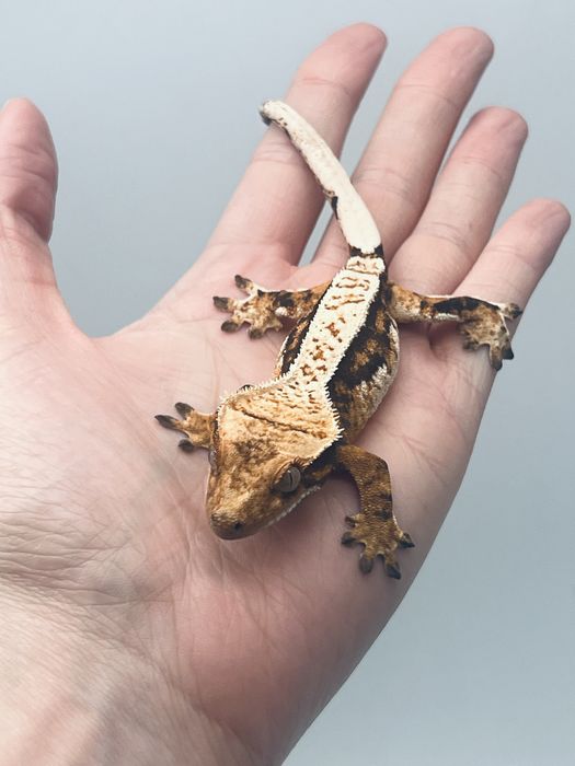 Gekon orzęsiony samica możliwa wyprawka