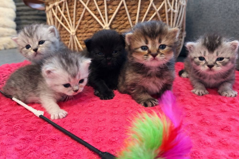 Kotka szkocka prostoucha