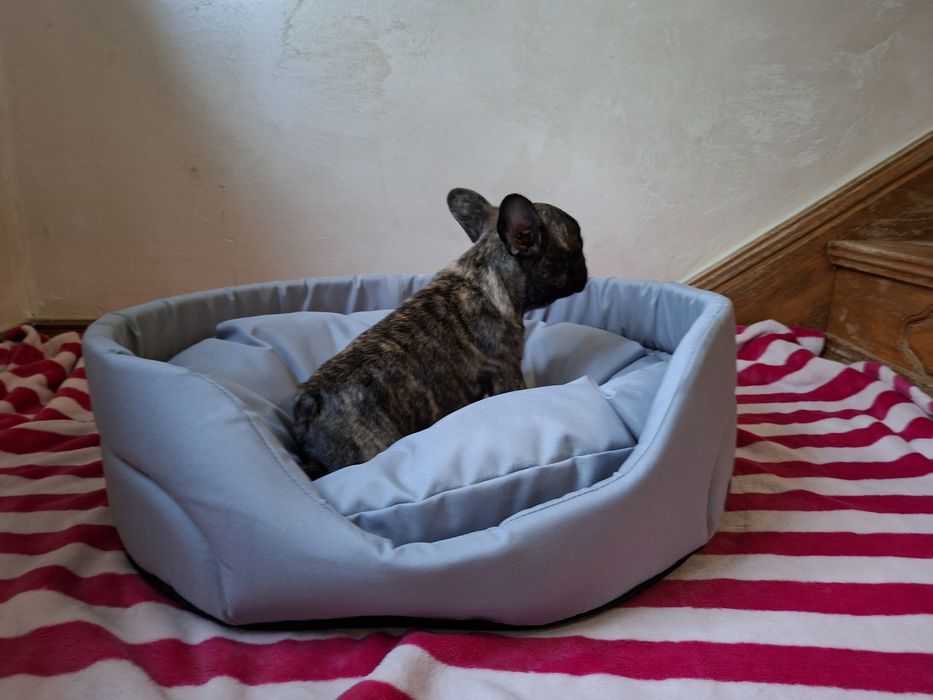 Buldog francuski - piesek Kapsel