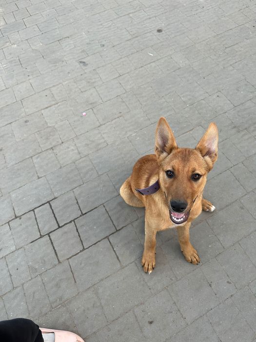 Віддам собачок в добрі руки БЕЗКОШТОВНО!!
