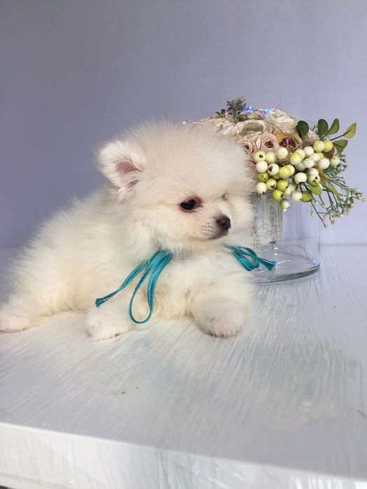 Неймовірні Шпіци VIP  Хлопчики та Дівчатка