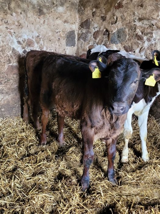 ***Sprzedam Byki Limousine LM ***