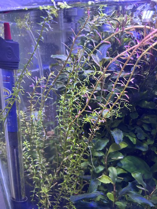 Plantas aquarios (anubias, bucephalandra, fetos java)