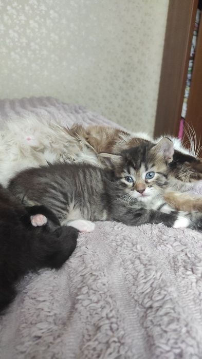 Кошенята, дві дівчинки