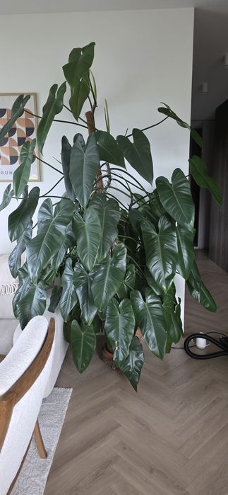 Kwiat filodendron na sprzedaż