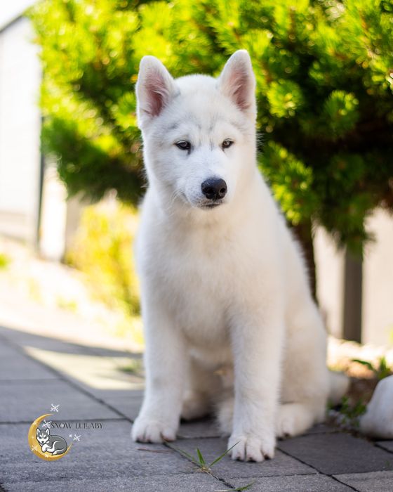 Szczeniak Siberian Husky z rodowodem ZKwP/FCI