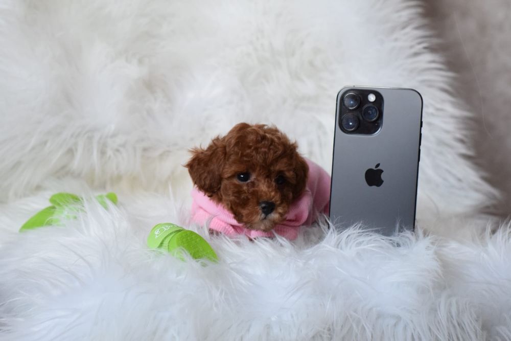 Дівчинка красуня і хлопчик джентельмен Мальтипу мікро, міні розмірів.