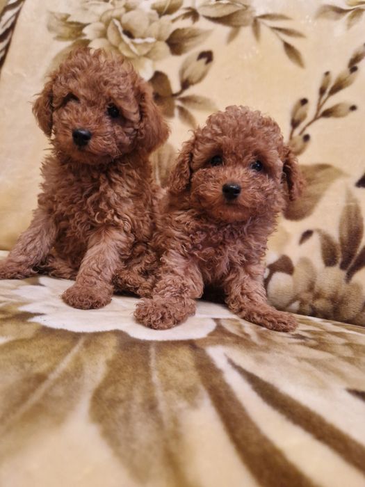 Чудесные малыши мальчики той пуделя