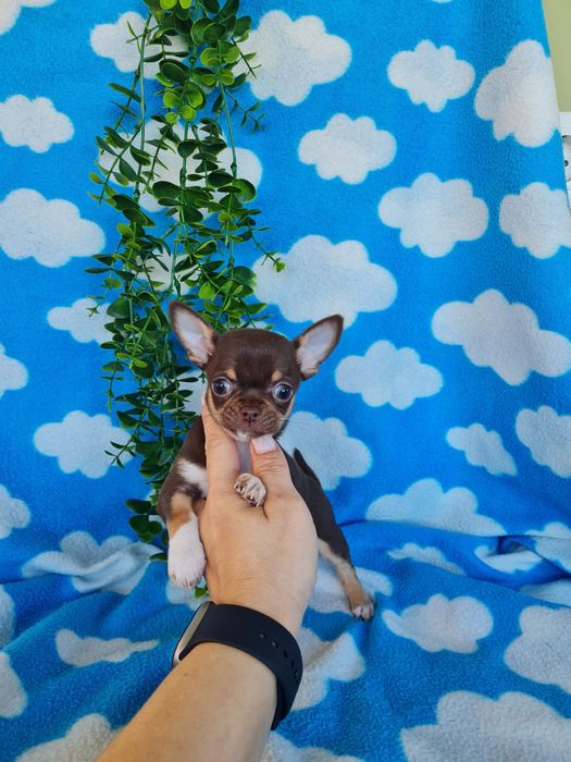 Excecional menina mini mini Chihuahua/Chiuaua,LinhagemRussa de Qualidd