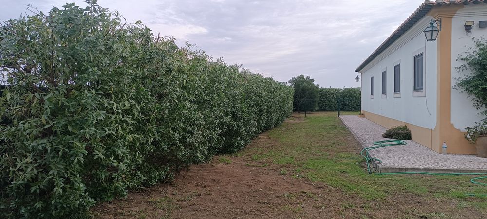 Corte de árvores/ limpeza de terrenos
