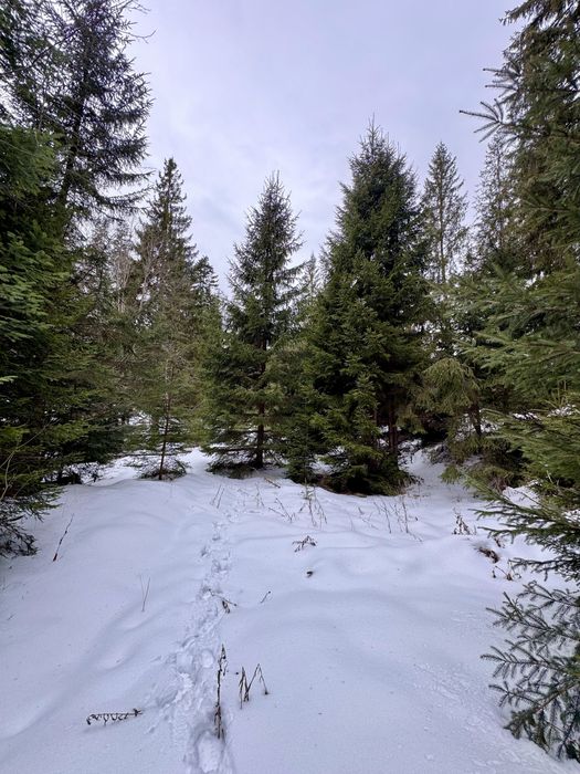 Ділянка в Карпатах біля річки ( Кривопільський перевал )