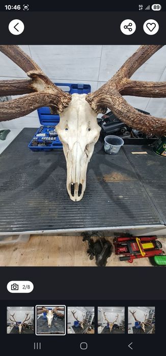 Duzy suchy  wieniec jelenia dwunastak 6,2kg ZAMIENIĘ