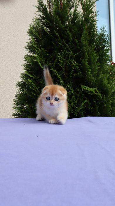 Шикарний хлопчик Scottish fold