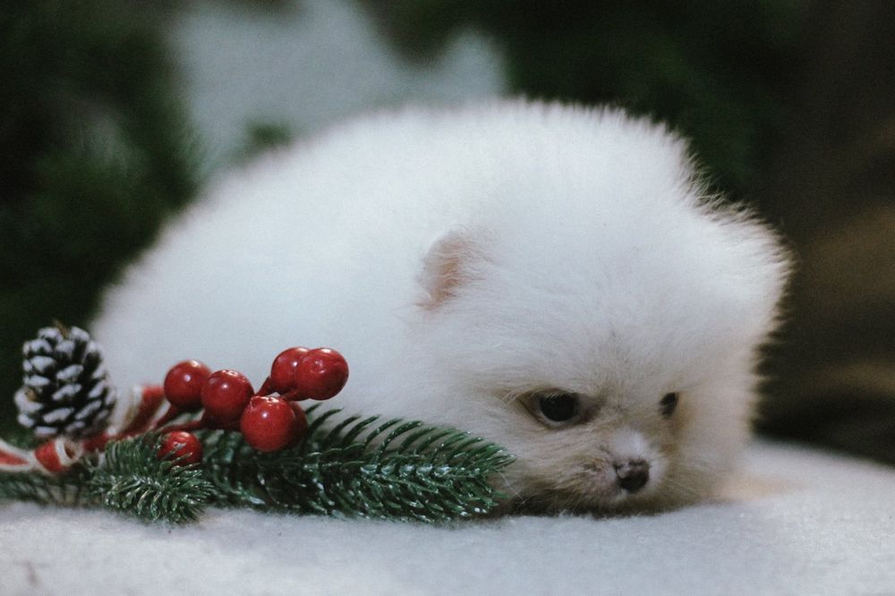 Померанский Шпиц мальчик