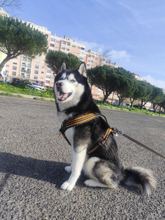 Procura -se namorada