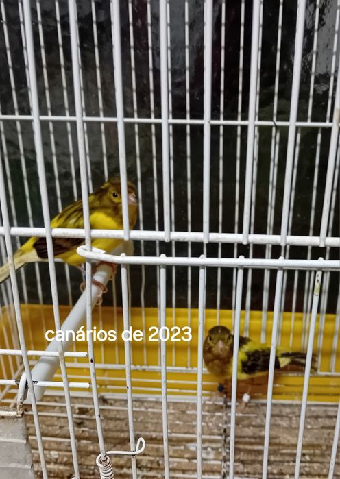 Canários de 23 machos