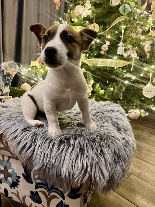 Piesek Jack Russell Terrier Elvis