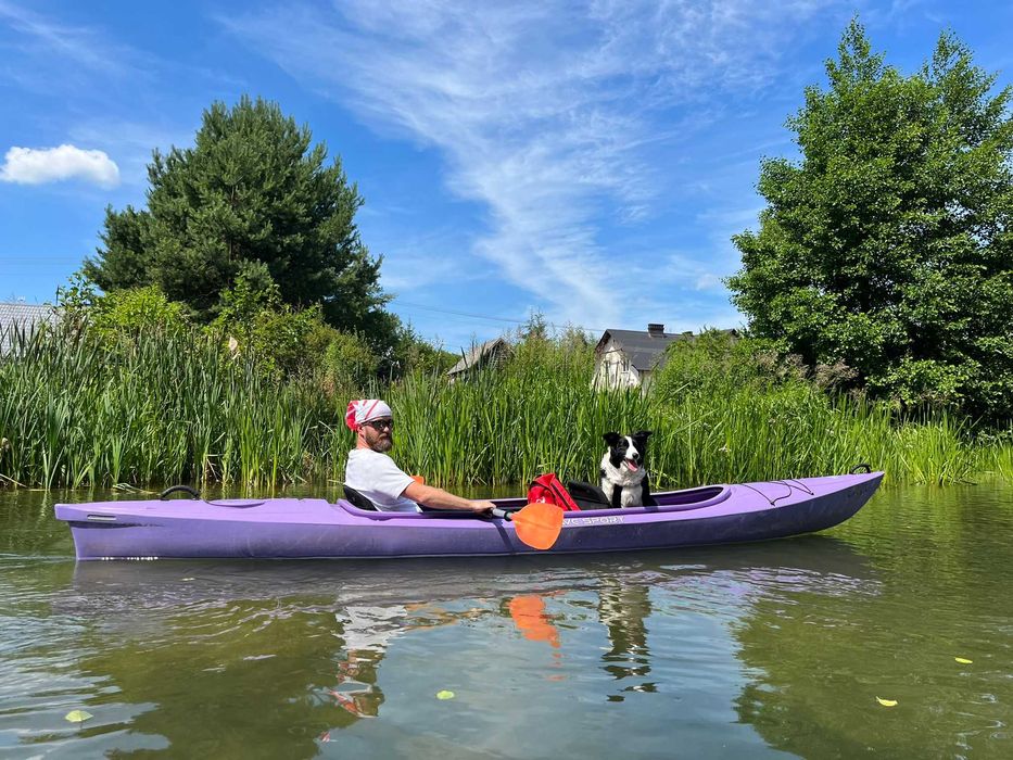Border Collie szczeniak czekoladowy do ODBIORU! UNIKAT!