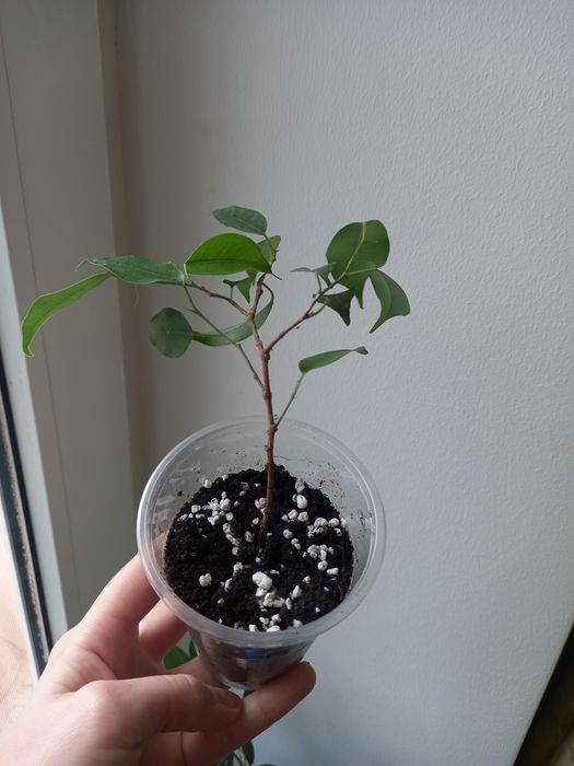 Алоє багаторічне Алоє-Вера