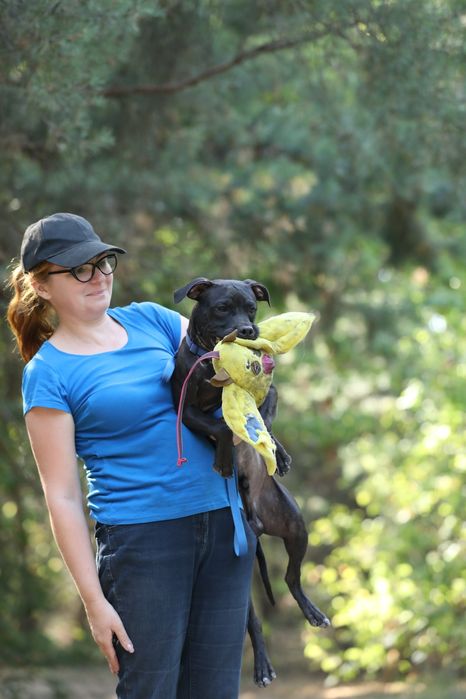 Цуценята та молоді Американські пітбулі.