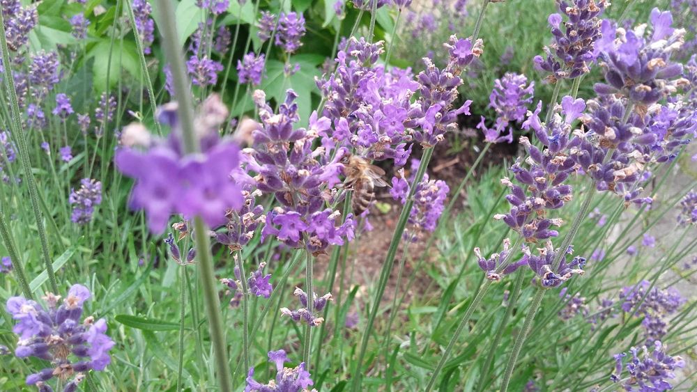 Naturalny miód pszczeli z własnej pasieki_ekologiczny