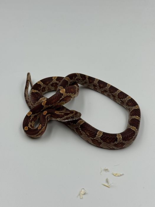 Wąż zbożowy terrarystyka