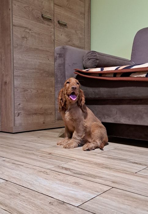 cocker spaniel angielski Suczka
