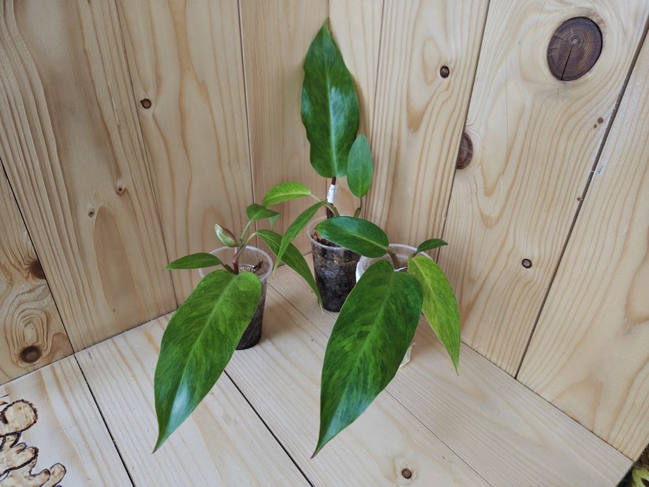 Philodendron painted lady