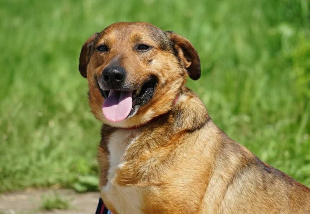 MATI - uroczy psiak prosi o dom