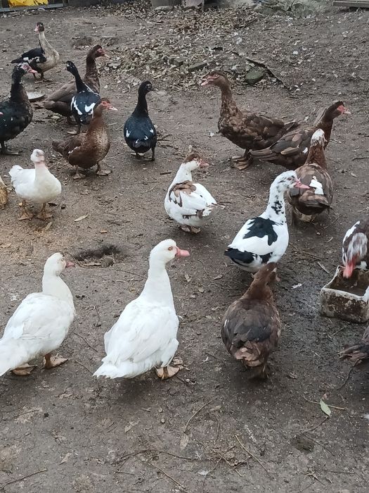 Мускусна качка тяжолой ліній