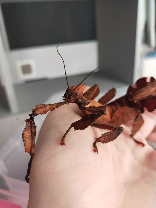 Jaja straszyków australijskich