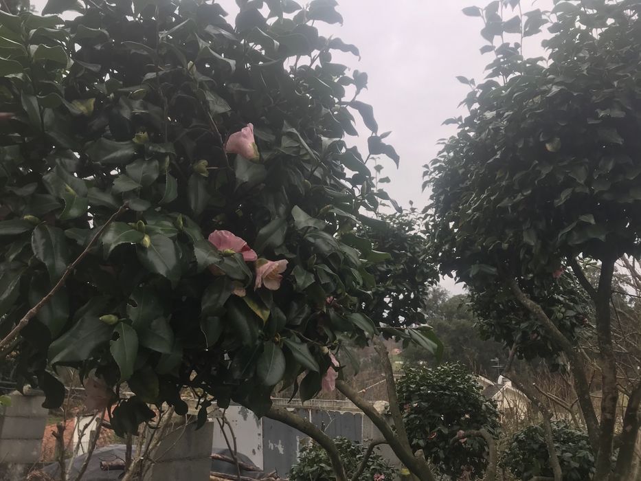 Camelia rara grande a dar flor 2 vezes ao ano