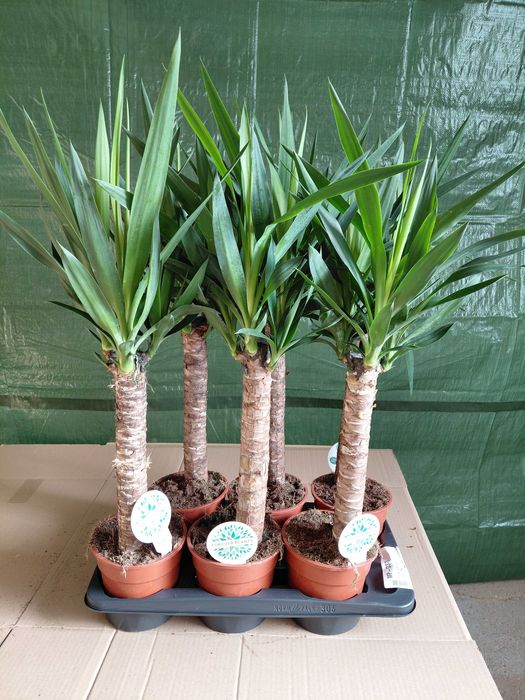 Yucca elephantipes  (Jukka gwatemalska) 85cm WYSYŁKA