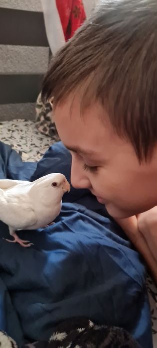 Sprzedam nimfy oswojone