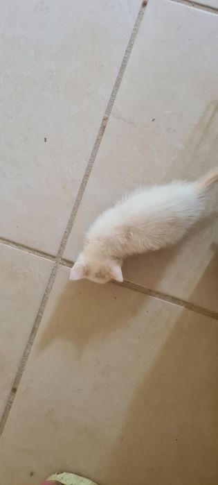 Gatinho 2meses branco muito meigo