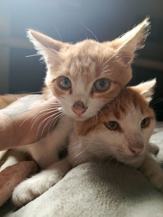 котиков в добрые руки