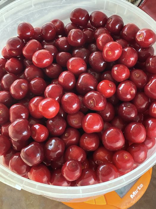 Продам клубнику,черешню,вишню,шовковицю домашню
