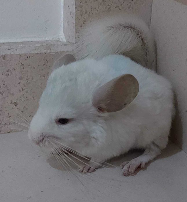 Animal de estimação