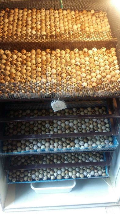 перепела техасскій бройлерний Інкубаційні яйця